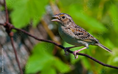 Grasshopper Sparrow on a rustic fence
