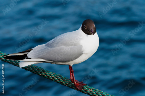Photography Black-headed Gull perched on a rope