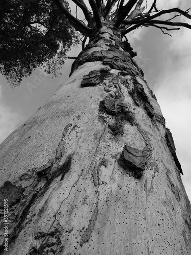 Canvas Print old decaying tree with peeling bark