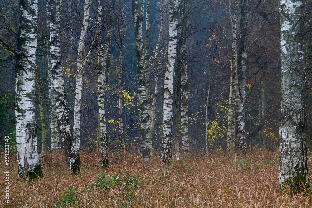 Obraz premium White stems of Silver Birches between dry brown grass in autumn