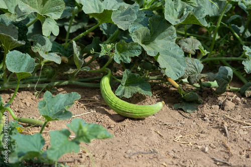 American Cucumbers growing in the field. Scientific name: Cucumis melo var. flexuosus photo