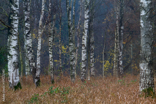 White stems of Silver Birches between dry brown grass in autumn photo