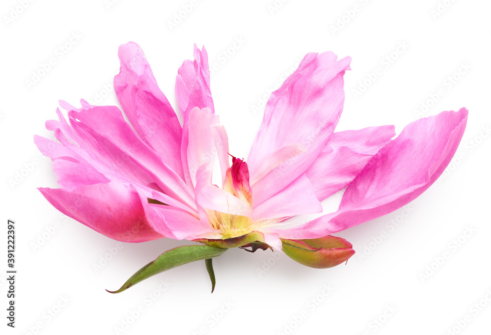 Plucked pink peony flower isolated on white background