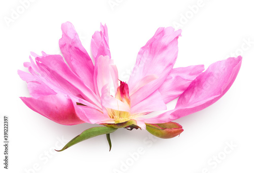 Fototapeta Naklejka Na Ścianę i Meble -  Plucked pink peony flower isolated on white background