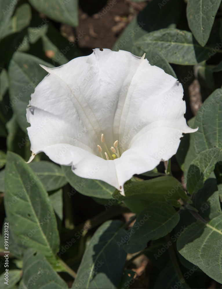 朝鮮朝顔 Images Browse 42 Stock Photos Vectors And Video Adobe Stock