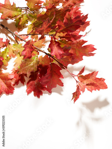 Autumn oak leaves on branch over white background