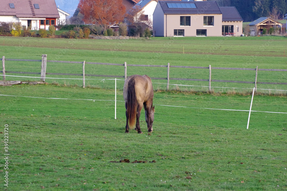 Naklejka premium Cheval isabelle au pré