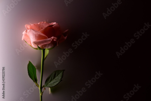rose flower on with conceptual side light