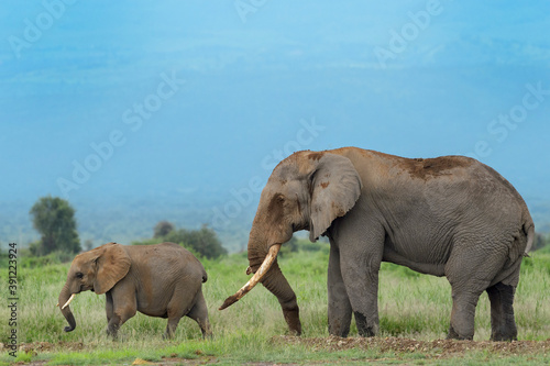 African elephant (Loxodonta africana) bull standin on savanna with juvenile, Amboseli national park, Kenya.