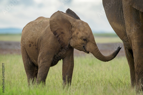 Baby African elephant (Loxodonta africana) going to feed with mother, Amboseli national park, Kenya.