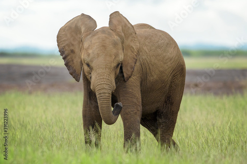 Baby African elephant (Loxodonta africana) standing playfull, looking at camera, Amboseli national park, Kenya.