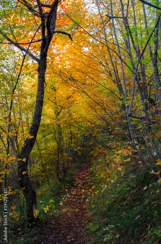 Autumn forest in the morning