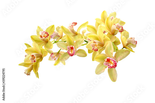 yellow and pink orchid branch isolated on white