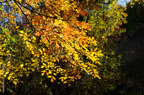 Yellow autumn leaves outdoor