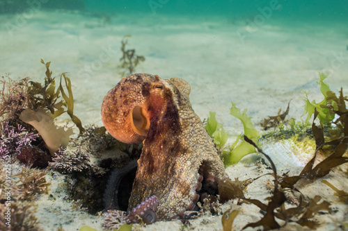 Common Octopus (Octopus vulgaris) moving out of its den. photo