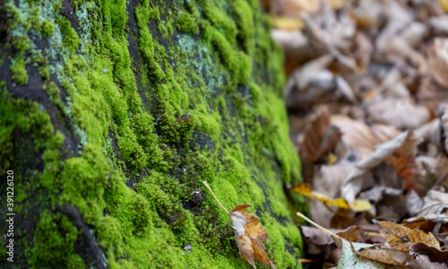 moss on the tree trunk