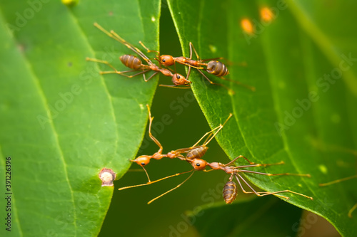 Insects in Wildlife © abdul gapur dayak