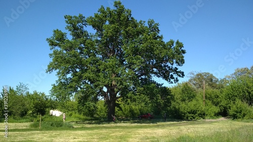 Oak which is 100 years old