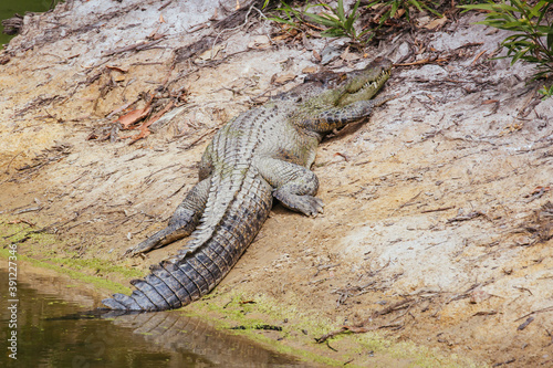 Queensland Crocodile in Rural Australia