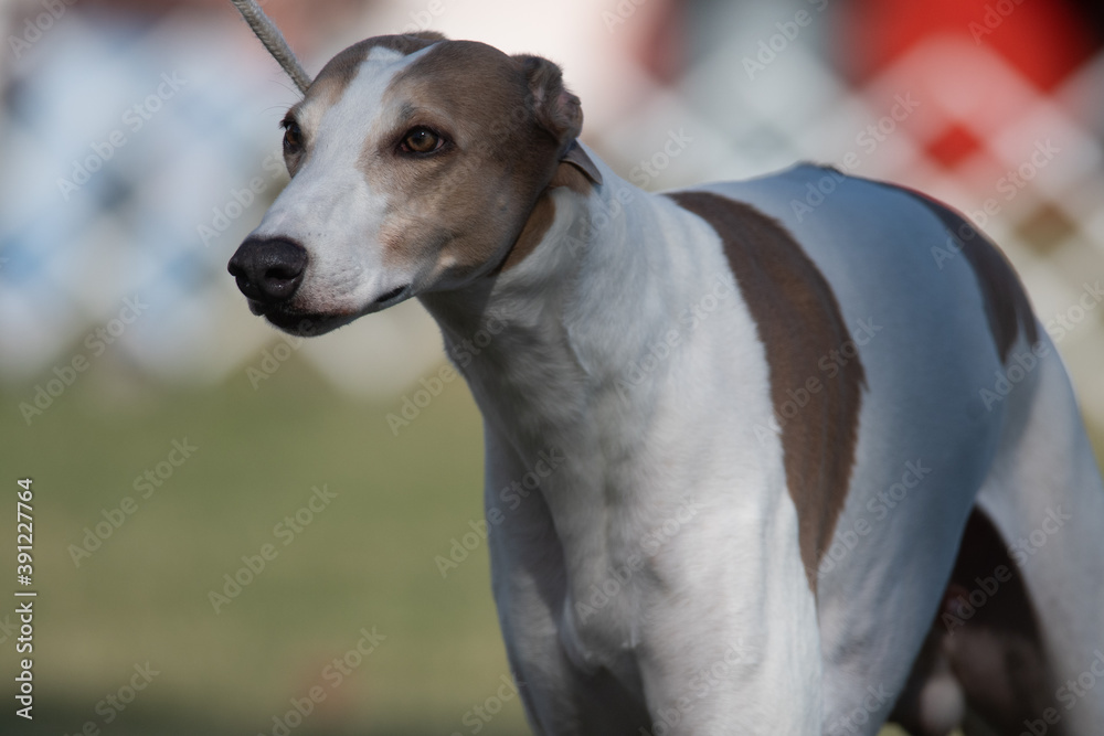 greyhound staring ahead