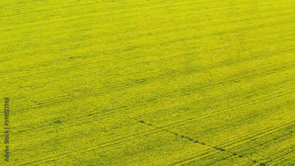 Blooming rapeseed field on a sunny day. Aerial photography, drone, bird's eye view. The wind flutters the yellow rapeseed flowers. Rich harvest of blooming yellow rapeseed with blue sky and clouds. Blooming rapeseed field on a sunny day. Aerial photography, drone, bird's eye view. The wind flutters the yellow rapeseed flowers. Rich harvest of blooming yellow rapeseed with blue sky and clouds.