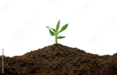 Plant sprouting up on ground against white background. Surviving flora life concept.