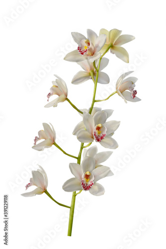 white orchid isolated on white