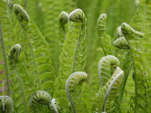 A new green fern leaf unfolds against the background of open leaves on a Sunny spring day in the forest. Spiral leaves of plants in natural conditions.