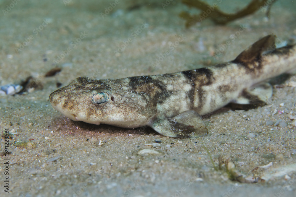 Side view of a Puffadder shyshark (Haploblepharus edwardsii) sitting on the sand. Side view of a Puffadder shyshark (Haploblepharus edwardsii) sitting on the sand.