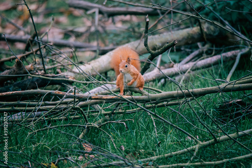 Cute red squirrel sitting on a branch, looking curious around.