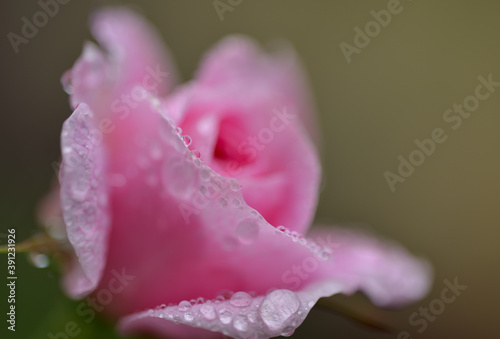 雨あがりの薔薇