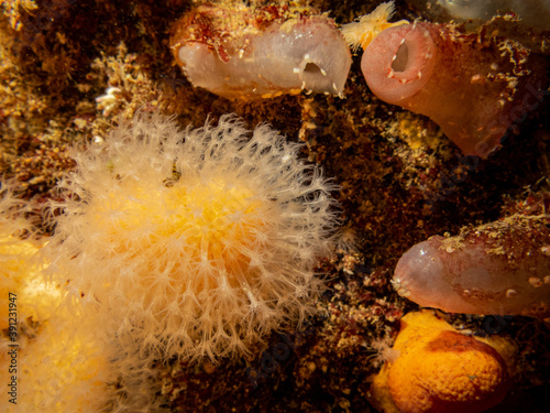 A closeup picture of a feeding soft coral dead man's fingers or Alcyonium digitatum. Picture from the Weather Islands, Skagerrak Sea, western Sweden