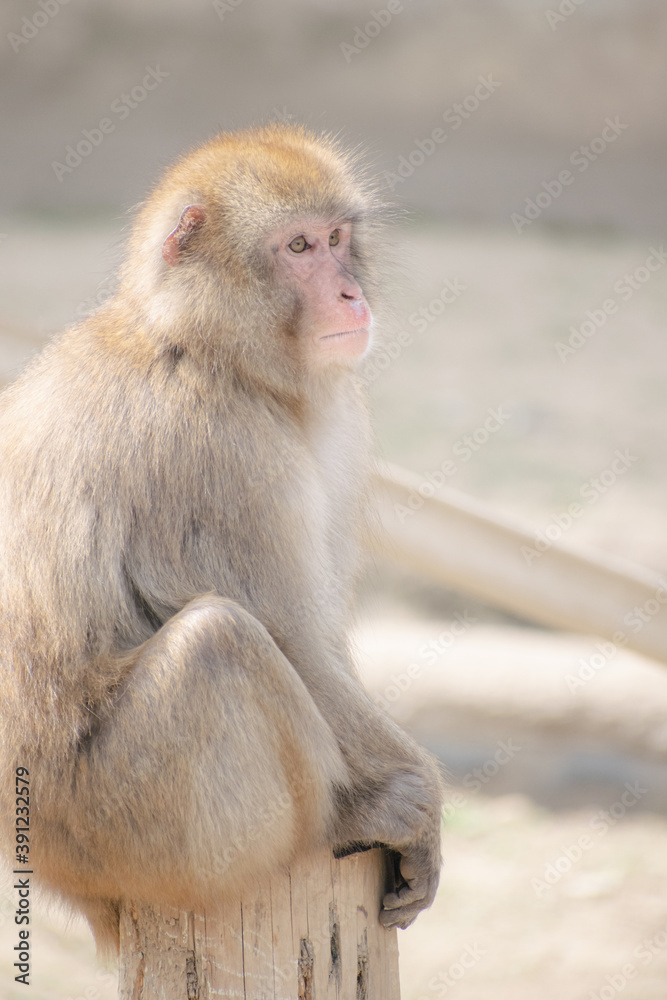monkey sitting on wood with complicated face,white light background. monkey sitting on wood with complicated face,white light background.