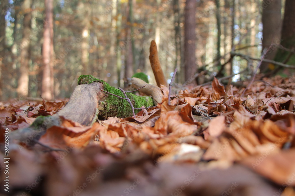 abgestorbener, mit moos bewachsener ast in braunem herbstlaub abgestorbener, mit moos bewachsener ast in braunem herbstlaub