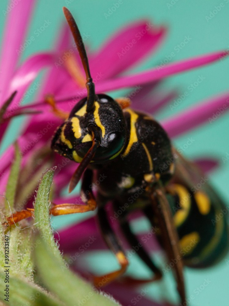 Guêpe sur une fleur gros plan macro Guêpe sur une fleur gros plan macro