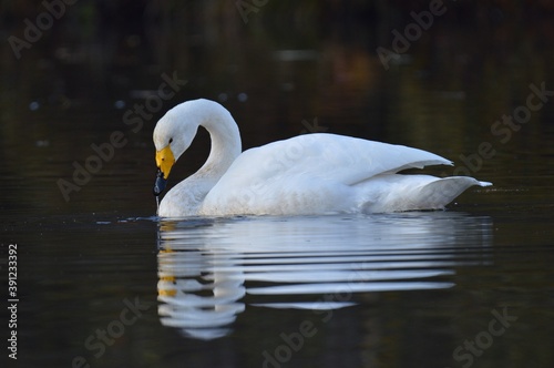 Fototapeta Naklejka Na Ścianę i Meble -  沼で寛ぐ白鳥