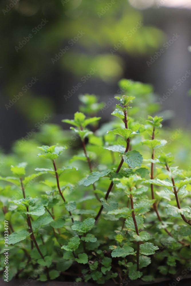 Obraz premium Fresh green Peppermint leaves on mint ready to collect tree in nature