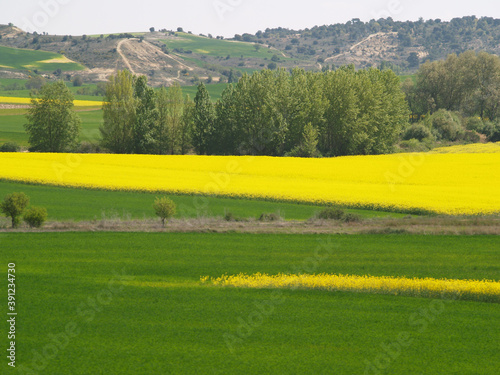 Cultivation fields in Castilla y León. Spain