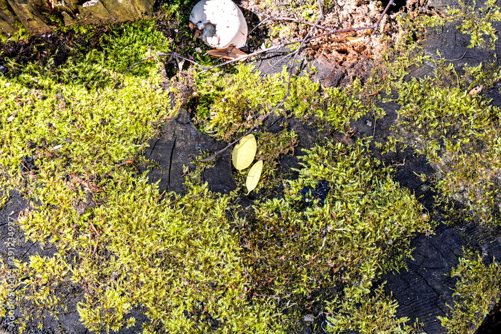 Old rotten tree stump overgrown with green moss, top view Old rotten tree stump overgrown with green moss, top view