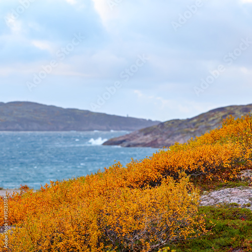 Autumn vegetation on a mountainside on the Barents Sea coast. Kola Peninsula, Russia.
