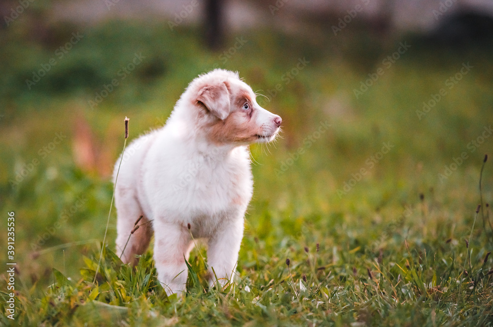 Healthy cute little puppy od australian shepherd dog breed. Fluffy little adorable dog.