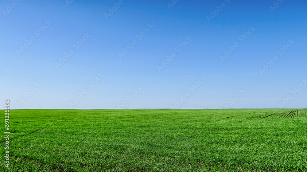 Scenic landscape background of blue sky and green meadow grass. Wide view of rural scenery. Natural background of green grass on a sunny day, Fresh succulent photography. 