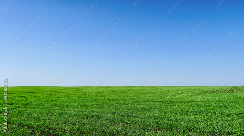 Scenic landscape background of blue sky and green meadow grass. Wide view of rural scenery. Natural background of green grass on a sunny day, Fresh succulent photography. Scenic landscape background of blue sky and green meadow grass. Wide view of rural scenery. Natural background of green grass on a sunny day, Fresh succulent photography.