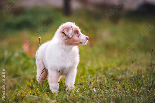 Obraz na płótnie Healthy cute little puppy od australian shepherd dog breed. Fluffy little adorable dog. w salonie