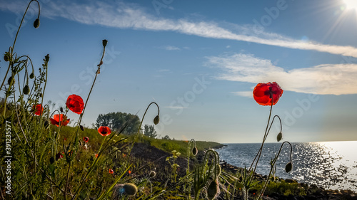 Poppies on the dike along the Markermeer near Schellinkhout, Holland.