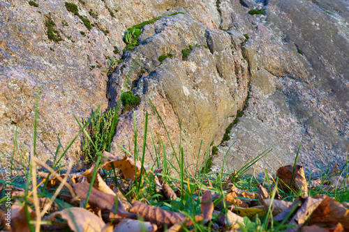 A granite stone with a green moss and dry autumn leaves on green grass on the foreground. 