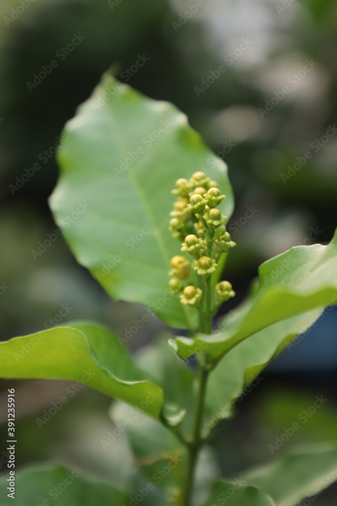 Yellow bud or flower of Bunchosia glandulifera, commonly known as peanut butter fruit, species of flowering plant in acerola family Malpighiaceae Yellow bud or flower of Bunchosia glandulifera, commonly known as peanut butter fruit, species of flowering plant in acerola family Malpighiaceae