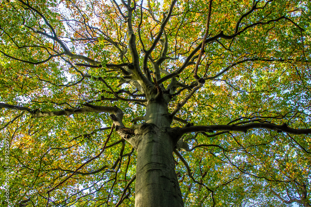 Complex pattern of branches of a beech tree seen from below in autumn  - obrazy, fototapety, plakaty 