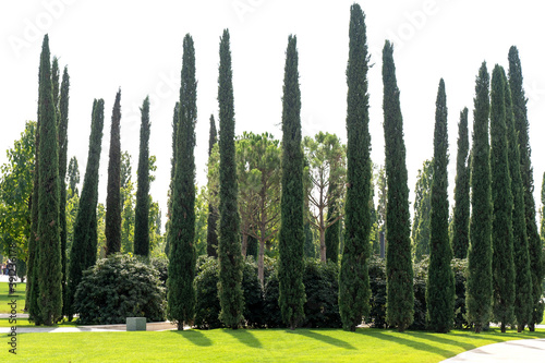 Very tall cypress trees in a Park in southern country