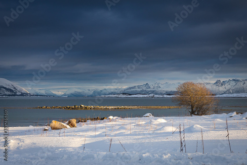 Wallpaper Mural Sun Rays in front of the tree Torontodigital.ca
